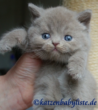 Katzenbaby Britisch Kurzhaar lilac